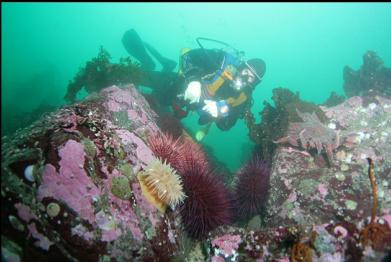 anemone, urchins and sunflower star