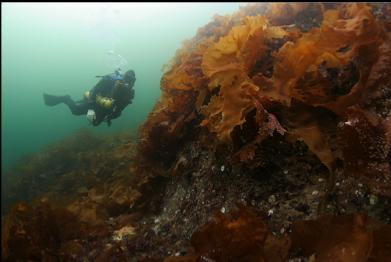 bottom kelp in shallows