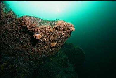 zoanthids and barnacles at 80 feet