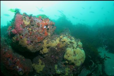 boulders on sewer pipe reef