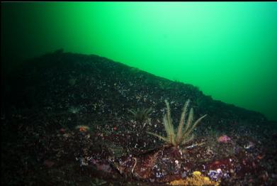 feather stars