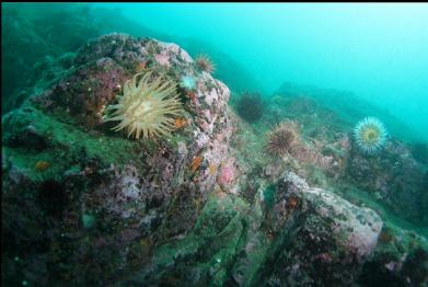 crimson anemone