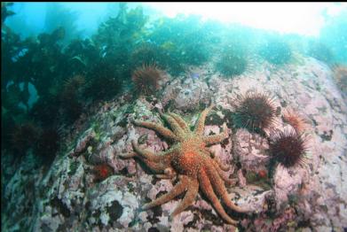 sunflower star on small wall