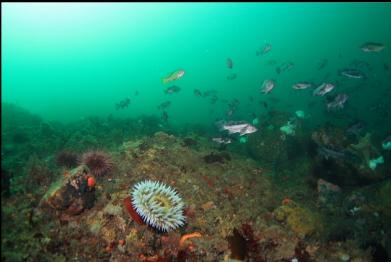 fish-eating anemone and rockfish