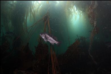 lonely black rockfish in kelp forest