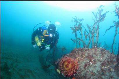 fish-eating anemone