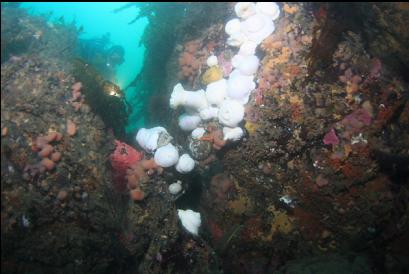 looking through crack at anemones, hydrocorals and tunicate colonies 35 feet deep