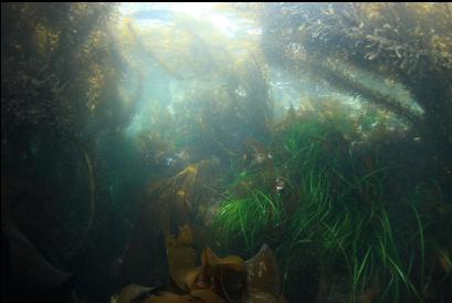 kelp in shallows