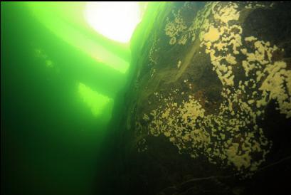 patches of sponge under bridge