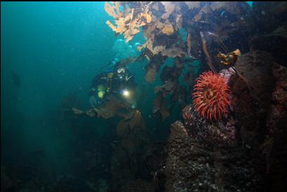 anemone