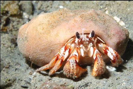 hermit crab on the silt