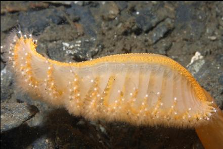 sea pen