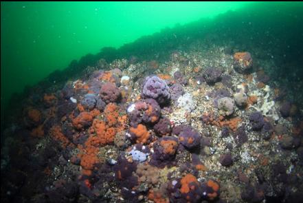 tunicates on the wall