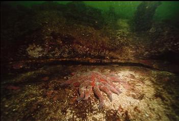 SUNFLOWER STAR AND SANDSTONE LEDGE