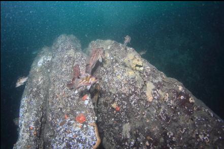 rockfish near the base of the wall