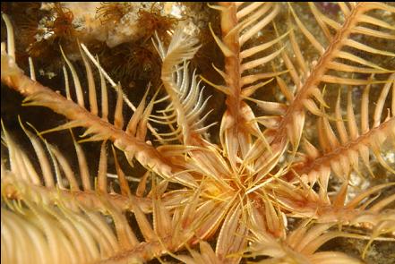 feather star