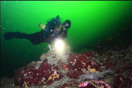 giant nudibranchs