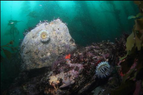 fish-eating anemones