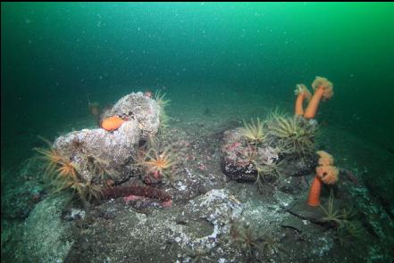 feather stars and plumose anemones