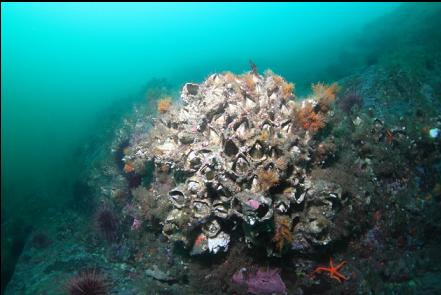 giant barnacles