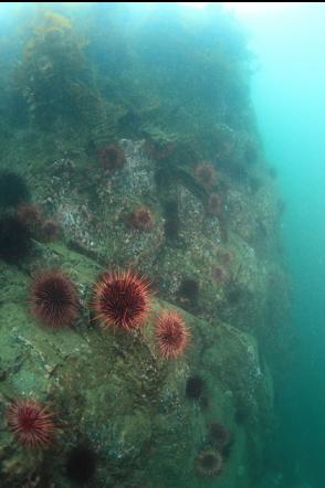 urchins on the wall