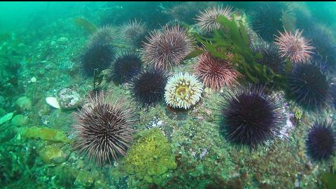 fish-eating anemone