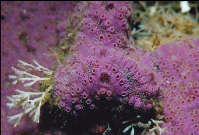 TUNICATE COLONY