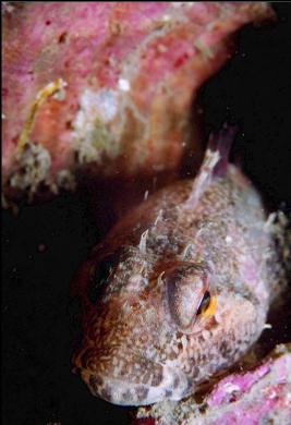 SCULPIN