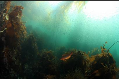 kelp greenling chasing herring