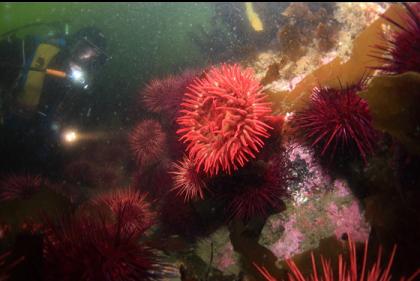 fish-eating anemone and urchins