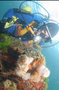 anemones in shallows