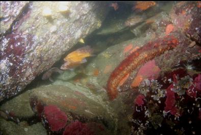 PERCH, ROCKFISH AND SEA CUCUMBER UNDER BOULDER