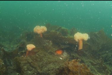 plumose anemones and plankton