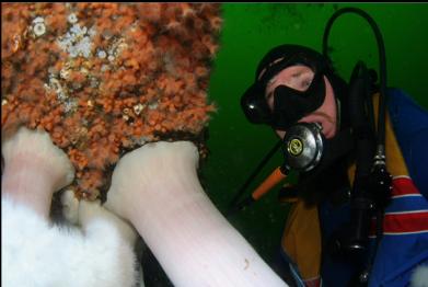 ZOANTHIDS AND PLUMOSE ANEMONES ON WALL