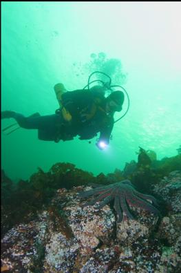 SUNFLOWER STAR ON SHALLOWER REEFS