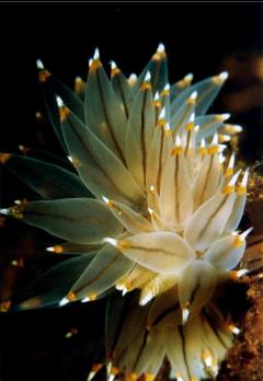 NUDIBRANCH