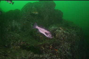 rockfish on wall