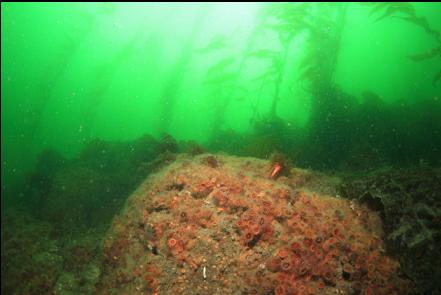 cup corals under the kelp