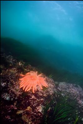 SUNFLOWER STAR IN SHALLOWS