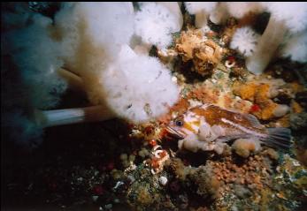 copper rockfish on wall