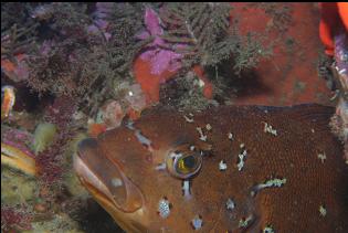 KELP GREENLING