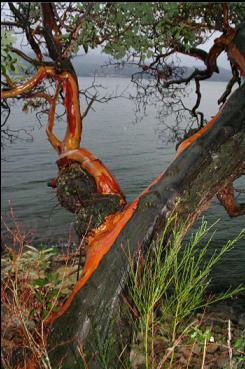 ARBUTUS TREE