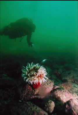 FISH-EATING ANEMONE AT BASE OF WALL