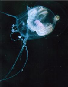 SMALL JELLYFISH