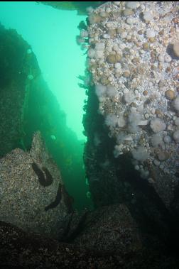 anemones and california cucumbers