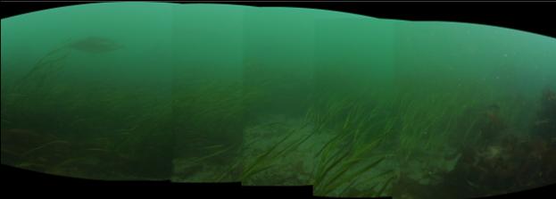 eelgrass panorama