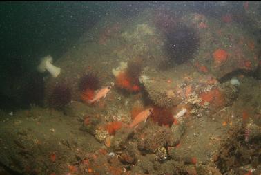 puget sound rockfish at base of reef