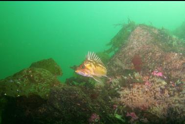 copper rockfish