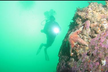 seastar near end of pipe