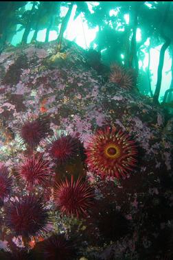 fish-eating anemone and urchins